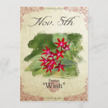 Birthday flowers on November 5th "Pentas"