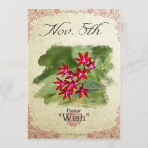 Birthday flowers on November 5th "Pentas" Card