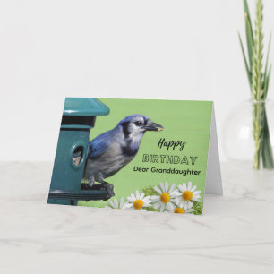 Birthday for Granddaughter Blue Jay at Feeder Card