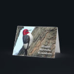 Birthday for Grandson, Red-headed Woodpecker Card<br><div class="desc">Funny birthday (BIRDday) card for a grandson. A Red-headed Woodpecker is featured on the cover. Art,  image,  and verse copyright © Shoaff Ballanger Studios.</div>