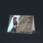 Birthday for Grandson, Red-headed Woodpecker Card<br><div class="desc">Funny birthday (BIRDday) card for a grandson. A Red-headed Woodpecker is featured on the cover. Art,  image,  and verse copyright © Shoaff Ballanger Studios.</div>