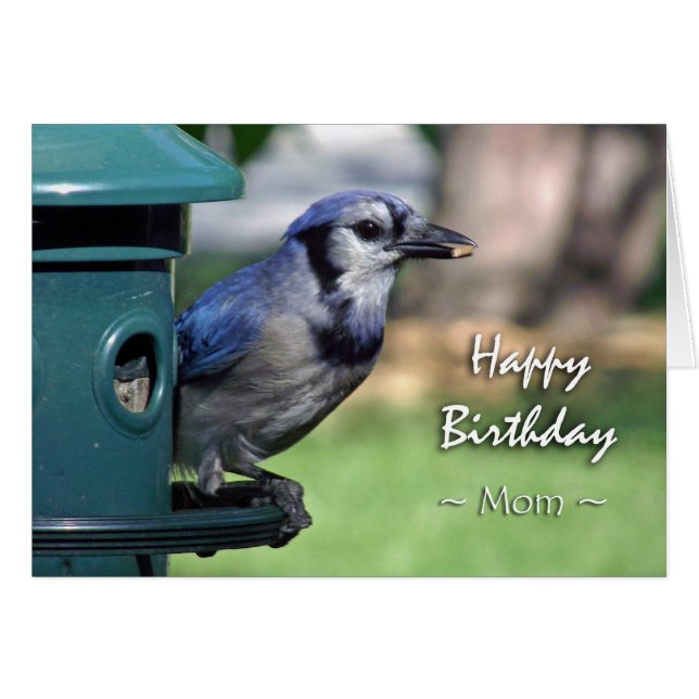 Birthday for Mum, Blue Jay at Bird Feeder (Front Horizontal)