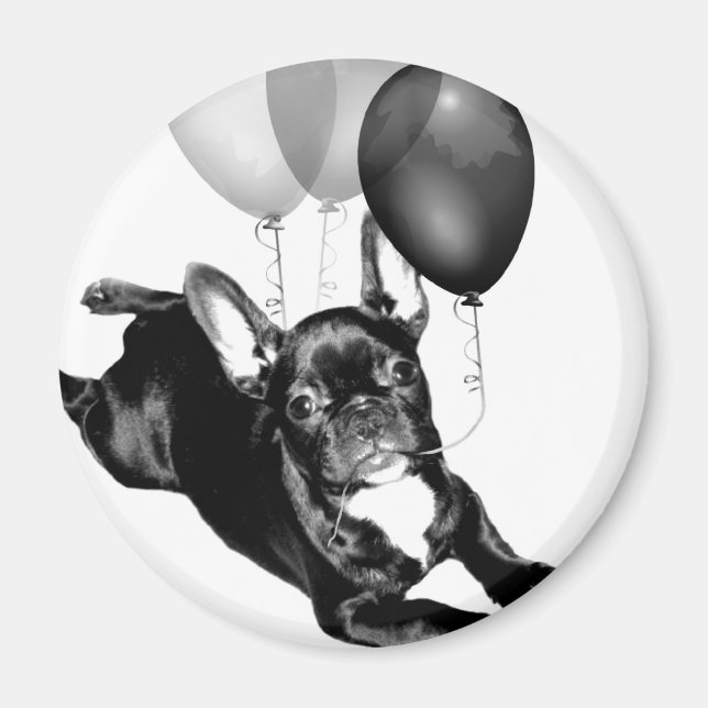 Birthday French Bulldog magnet (Front)