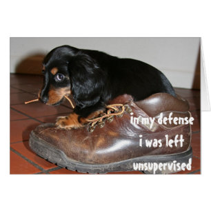 Birthday From Dog Puppy Chewing  Funny