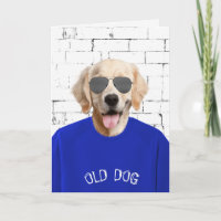 birthday golden retriever in blue t-shirt