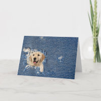 Birthday golden retriever in denim hole