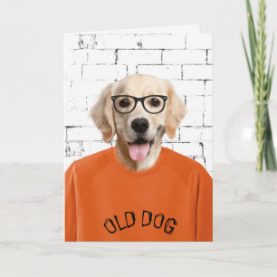 birthday golden retriever in orange t-shirt card