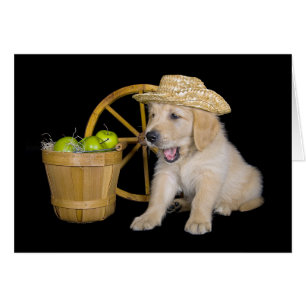 Birthday Golden Retriever with Apples