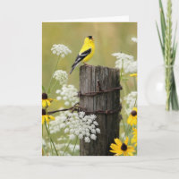 Birthday Goldfinch Singing on a Fence Post
