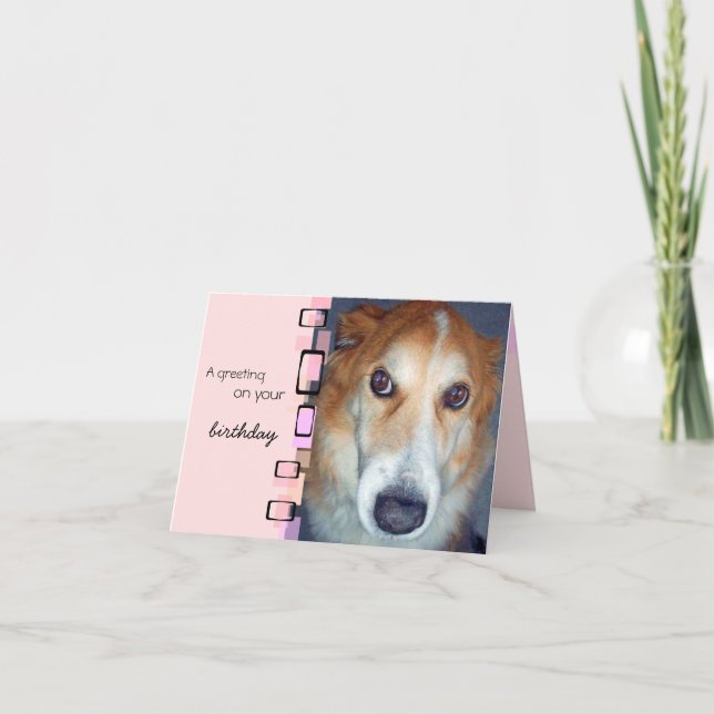 Birthday Greeting Border Collie Card (Front)