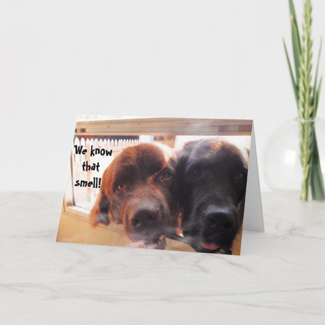 Birthday Greeting ~ Dog humour Card (Front)