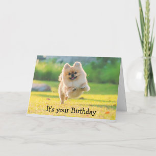 Birthday Happy Fun Pomeranian Dog Card