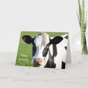 Birthday Holstein Cow Humour Card