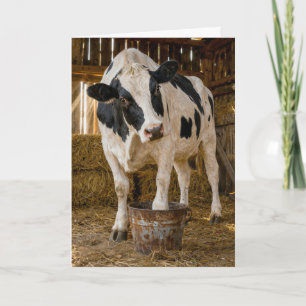 Birthday Holstein Cow Standing in a Rusty Bucket Card