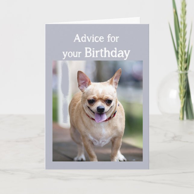 Birthday Humor Chihuahua Too Much Birthday cake Card (Front)