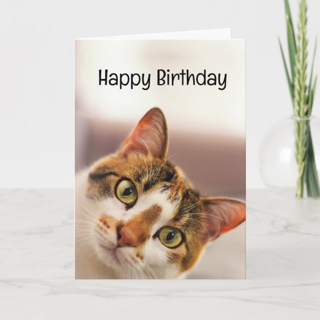 Birthday Humour Animal Pet Cat Kittens Card (Front)