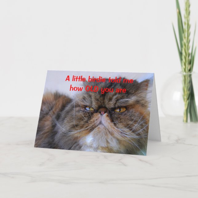 Birthday Humour Calico Persian Kitty Card (Front)
