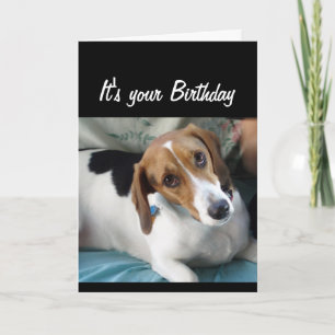 Birthday Humour Don't Eat All that Cake Cute Dog Card