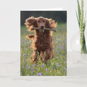 Birthday Irish Setter in Wildflower Field Card