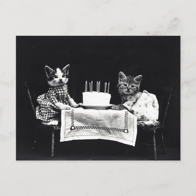 Birthday Kittens Postcard (Front)