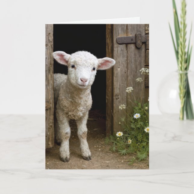 Birthday Lamb In Barn Door Card (Front)