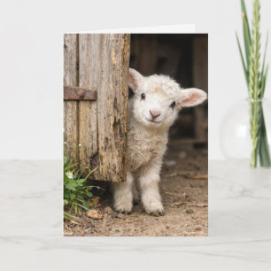Birthday Lamb Peeking around a Barn Door Card