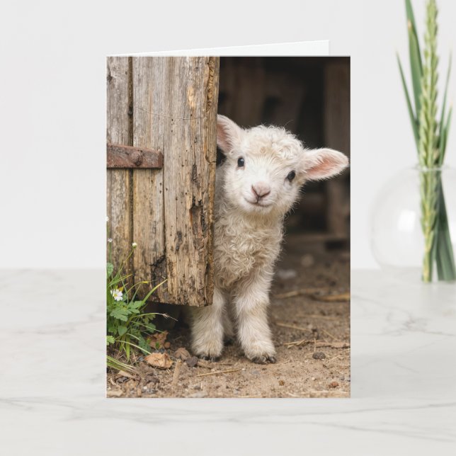 Birthday Lamb Peeking around a Barn Door Card (Front)