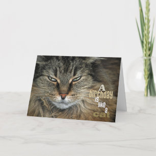 Birthday Maine Coon Cat humour Card
