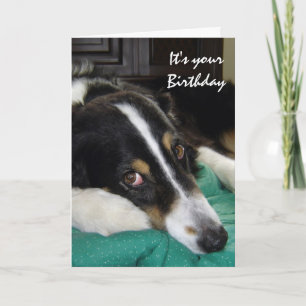 Birthday Old Age Humor Border Collie Dog Pet Card