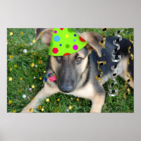 Birthday Party German Shepherd