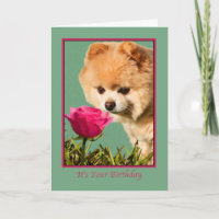 Birthday, Pomeranian Dog and Rose Card