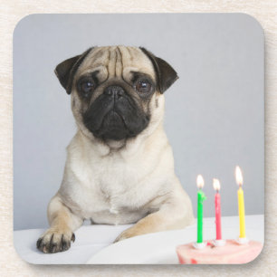 Birthday Pug Coaster