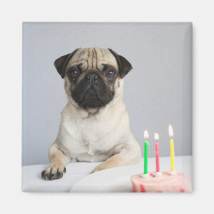 Birthday Pug Magnet