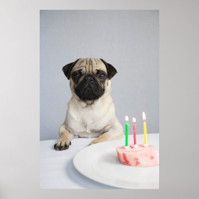 Birthday Pug Poster (Front)