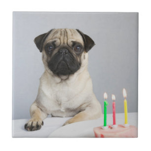 Birthday Pug Tile