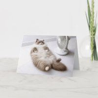 Birthday Ragdoll Cat Cooling Off by a Fan