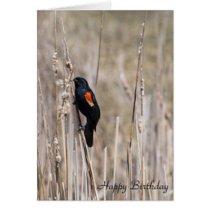 birthday-red winged blackbird on dry grass