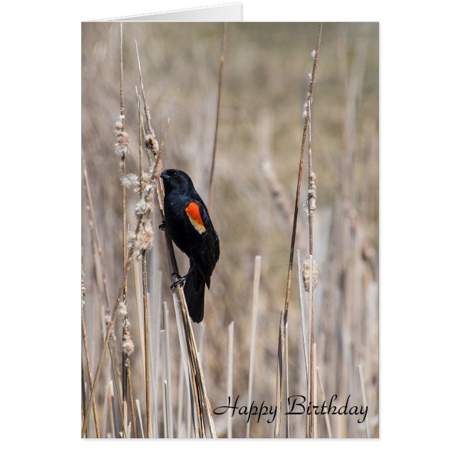 birthday-red winged blackbird on dry grass (Front)