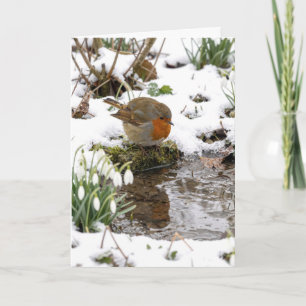 Birthday Robin Staring at its Reflection in Puddle Card