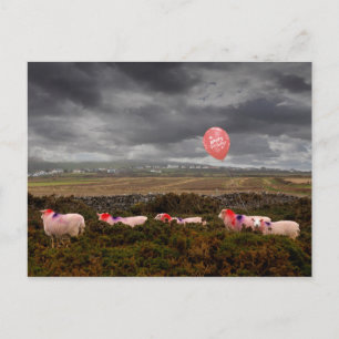 Birthday sheep postcard