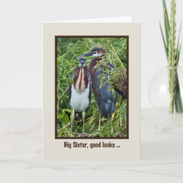 Birthday, Sister, Two Tricolored Heron Chicks Card (Front)