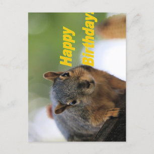 Birthday squirrel  postcard