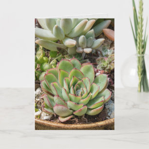 birthday-succulent plants in pot card