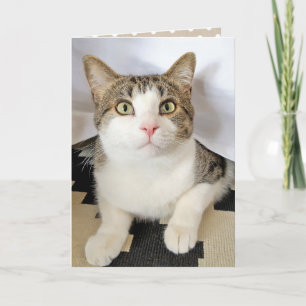 birthday tabby cat hiding card