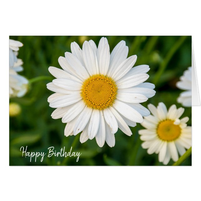 birthday white daisy (Front Horizontal)