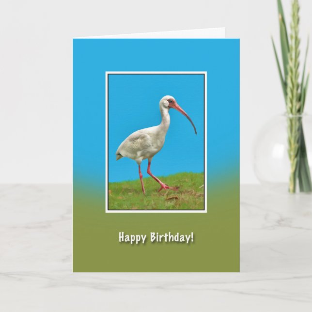 Birthday, White Ibis Bird Card (Front)