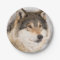 Birthday wolf cute  boy