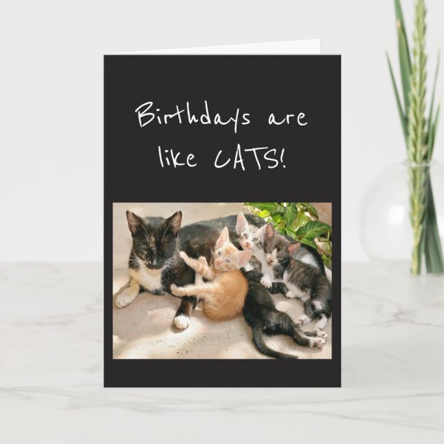 Birthdays are like Cats Animal Humor Card (Front)