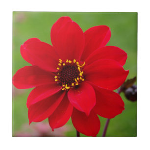 Bishop of Llandaff Dahlia Tile