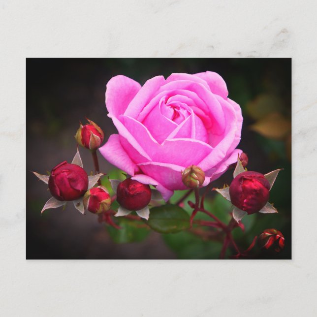 Bishop’s Castle Rose #1-2 Postcard (Front)